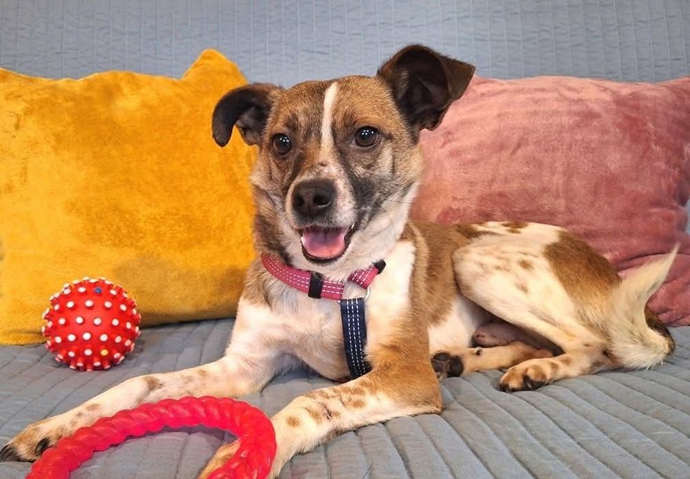 Delikatny Lutek nieśmiało poleca się do adopcji