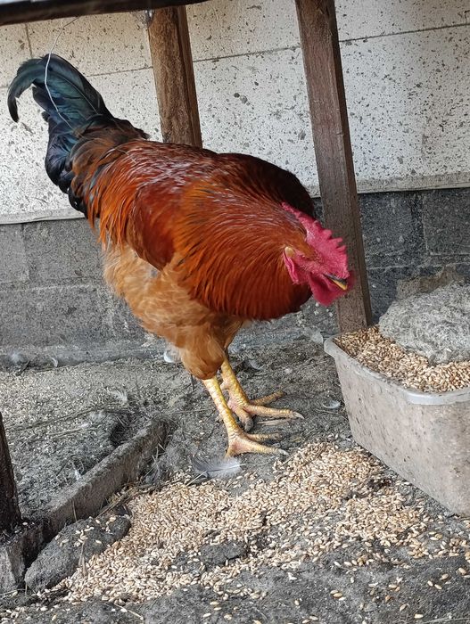 Koguty, kaczki piżmowe