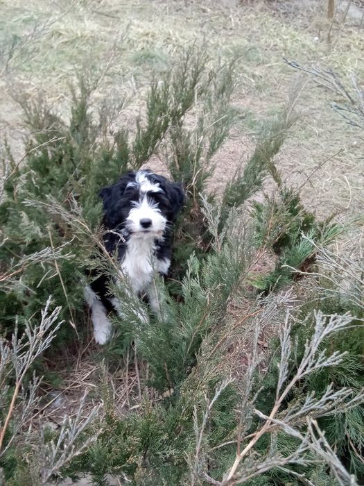 Цуценята-метіси шукають нову родину.будуть раді як улюбленці