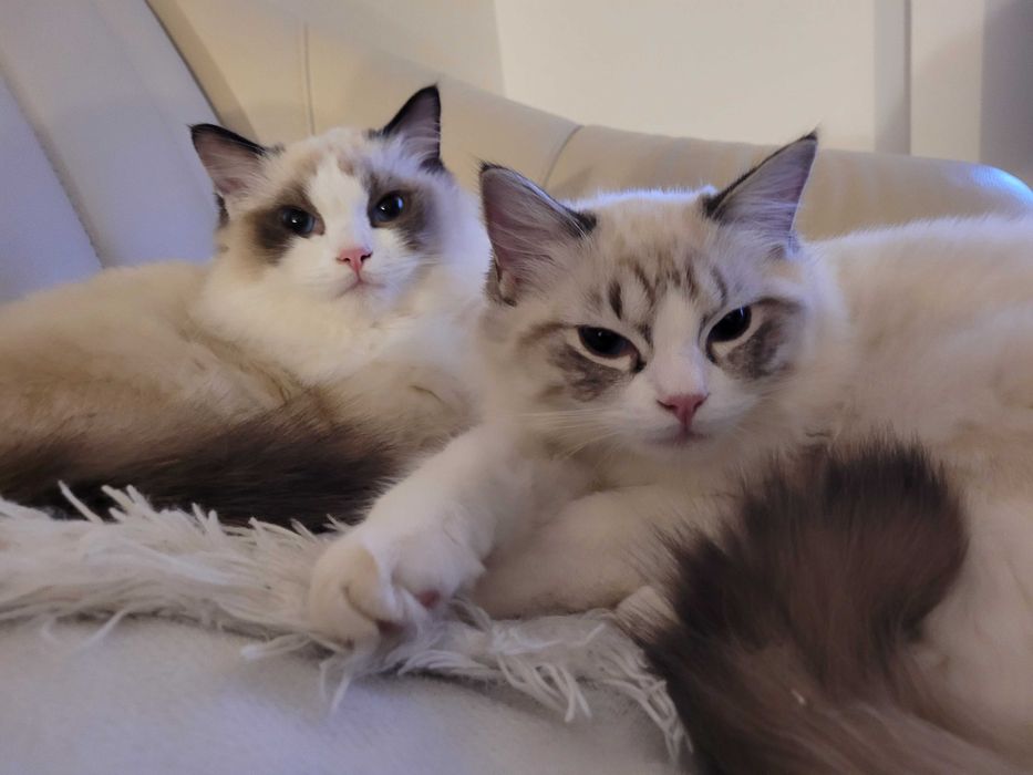 Kocięta ragdoll - samiec