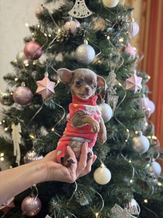 Супер міні дівчина чихуахуа