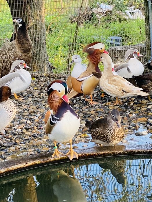 Patos ornamentais de varias raças.