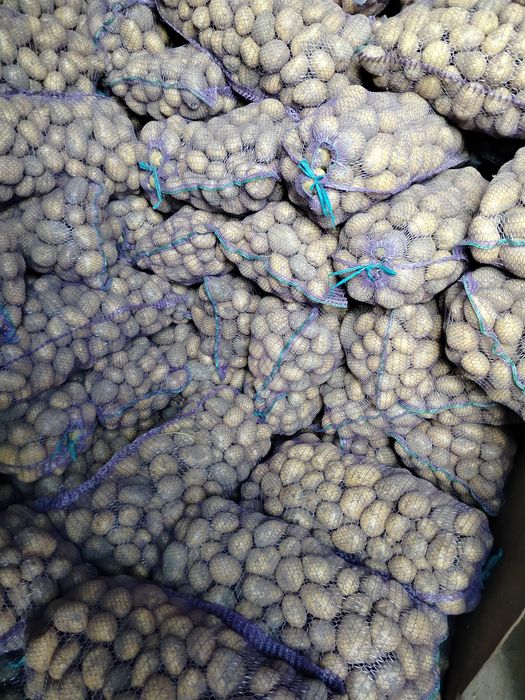 продам картоплю сортів сорая, берніна