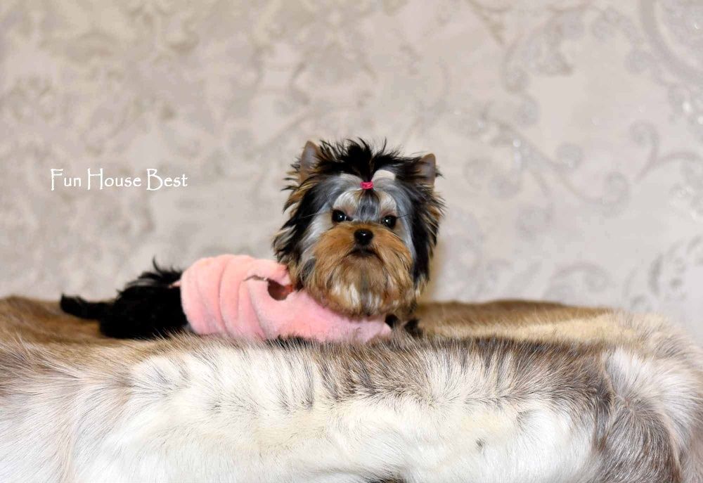 100 % эксклюзивчик - экстра мини девочка йорк!