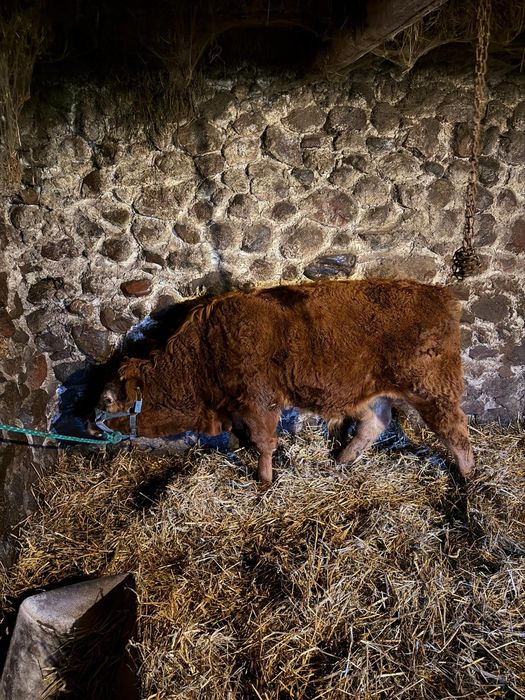 Sprzedam byczka LM limousine