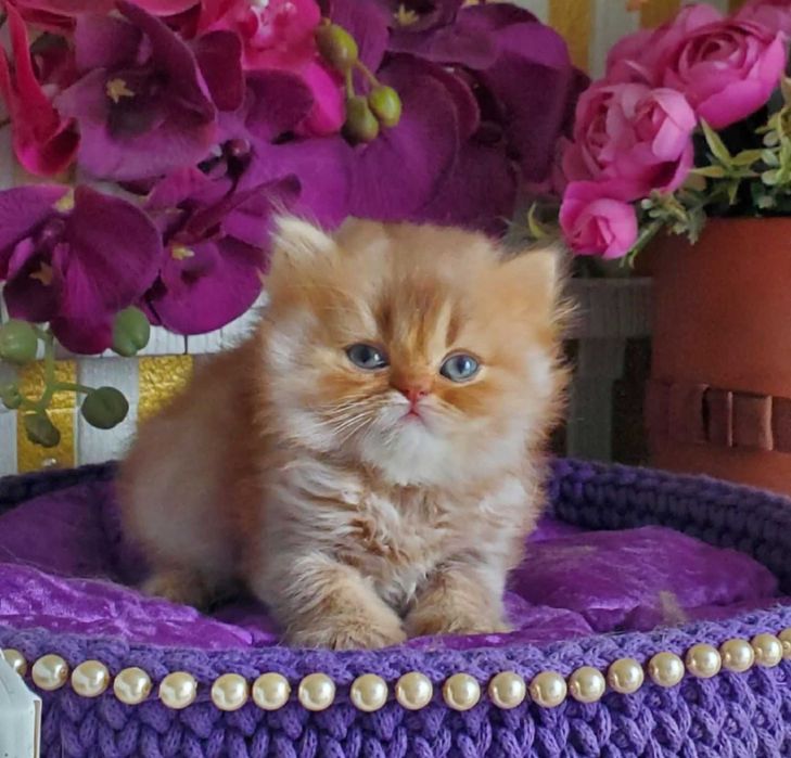 Британський довгошерстий хлопчик Лучик окрас тикований циннамон