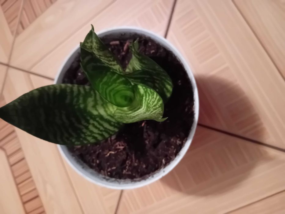 sansevieria niska