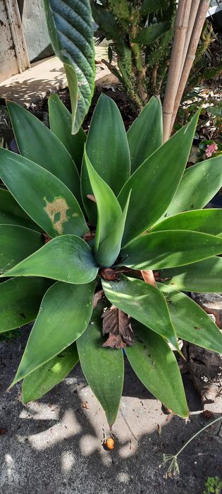 Vendo varias plantas
