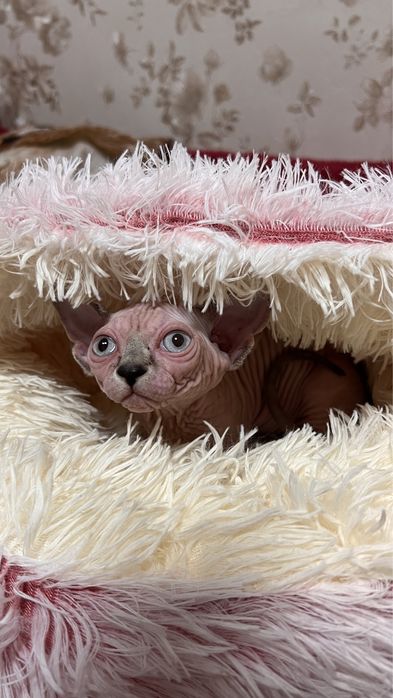 Шукаємо родину для малят.