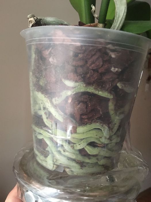 Фаленопсис. Орхидея.