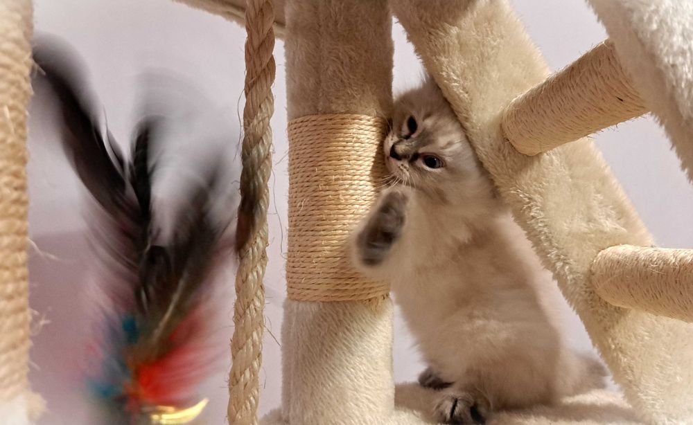 Kocurek Neva Masquerade – jasnoszary Płatek