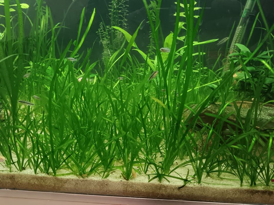 Vallisnerias plantas para aquários e lagos