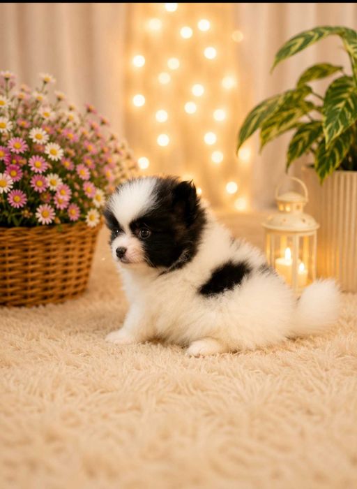 lulu da pomerania/spitz alemao anao (extremamente pequeno)