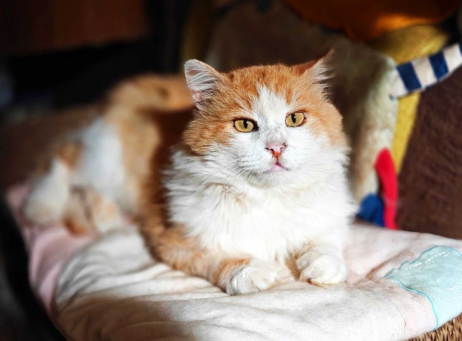 Сонячний котик Пушок 1.5 р, врятуйте котика, терміново потрібний дім