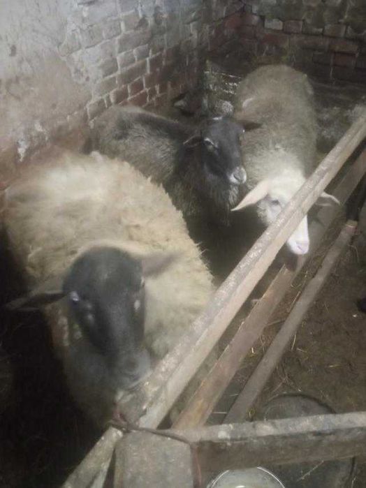 Ягнята, вівці, барани