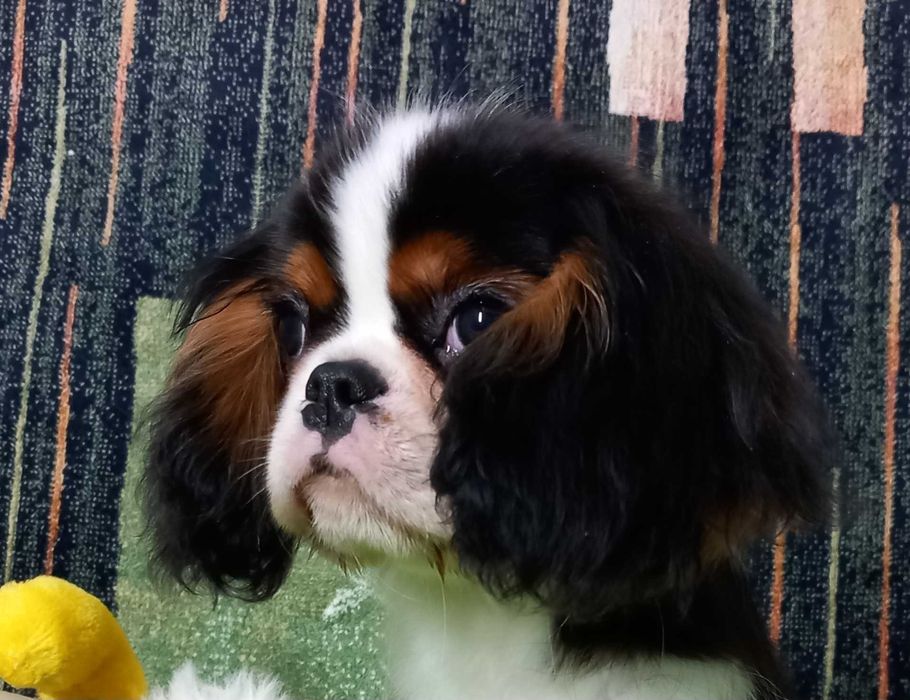 Кавалер кінг чарльз спаніель