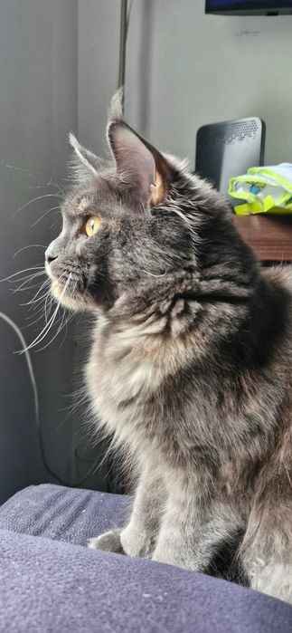 Kocurek Maine Coon FPL FIFE opcja hodowlana