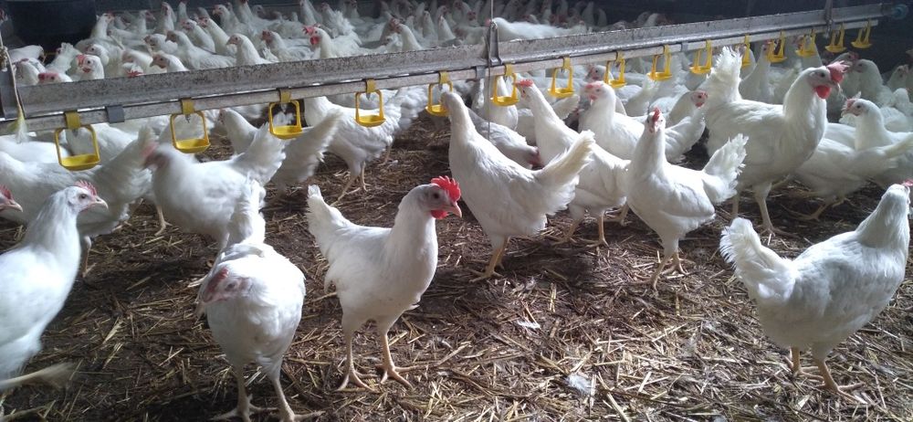Nioski Leghorn 24 tygodnie.  Wysyłka! Kury