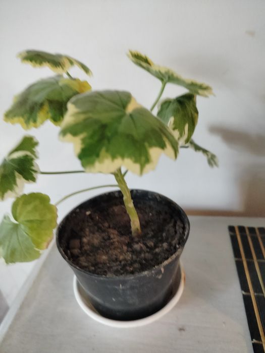 Pelargonia pasiasta