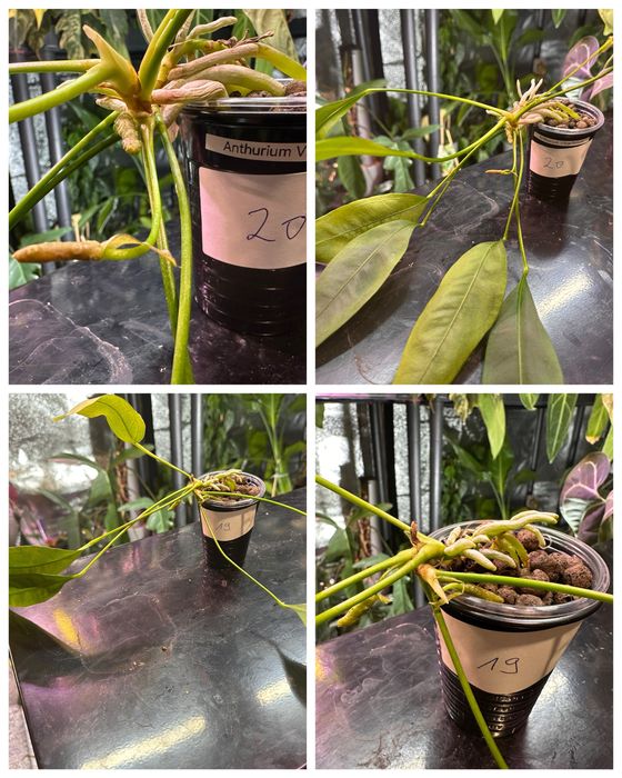 Anthurium vittarifolium