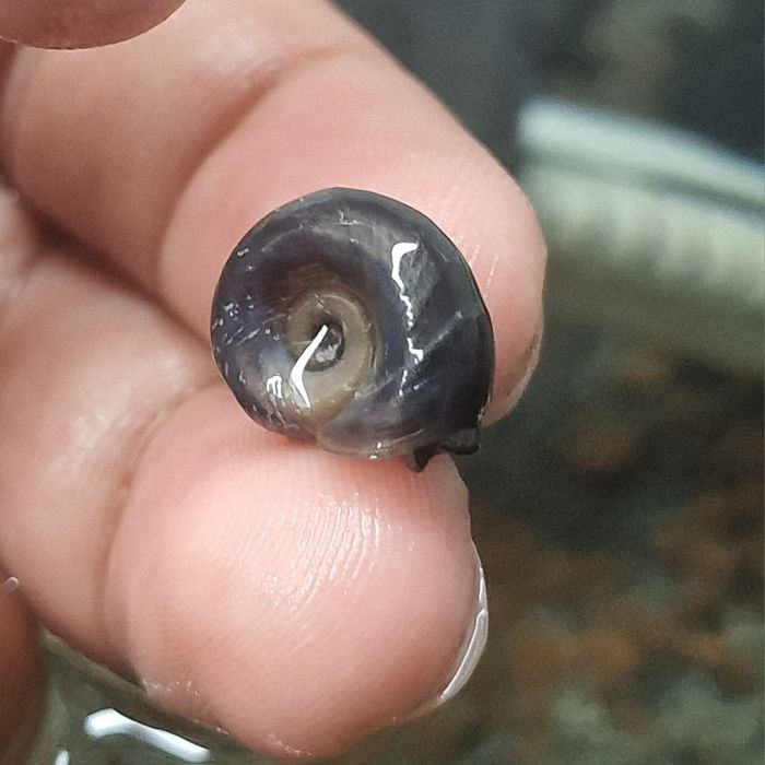 Planorbis / ramshorn snail (caracol de água doce)