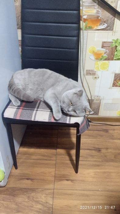 Одесса Вязка Британского кота