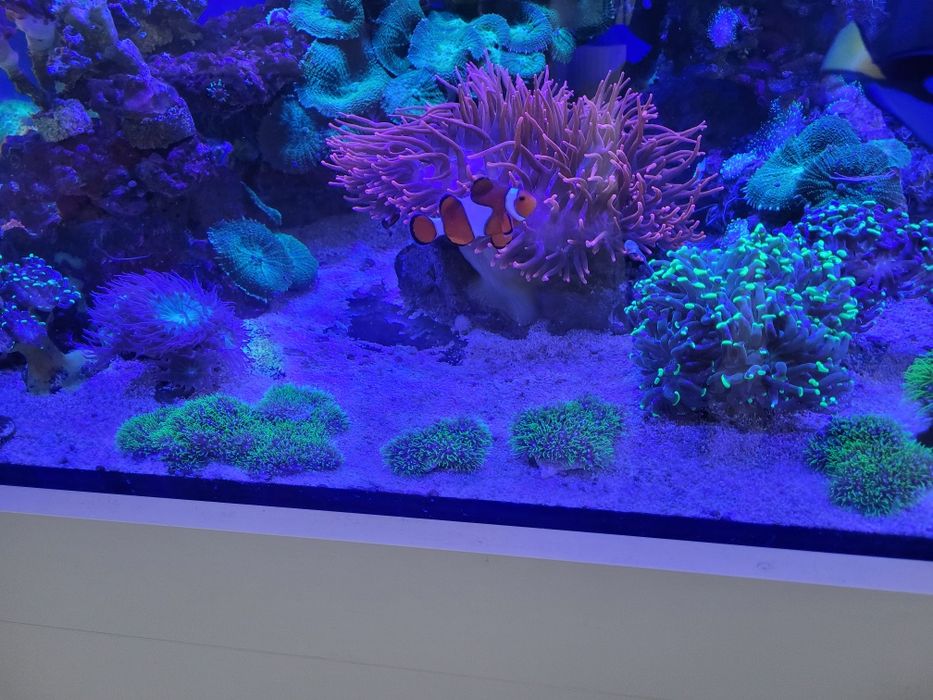 Koralowiec Pachyclavularia ultra fluo trawa morska fluorescencyjna