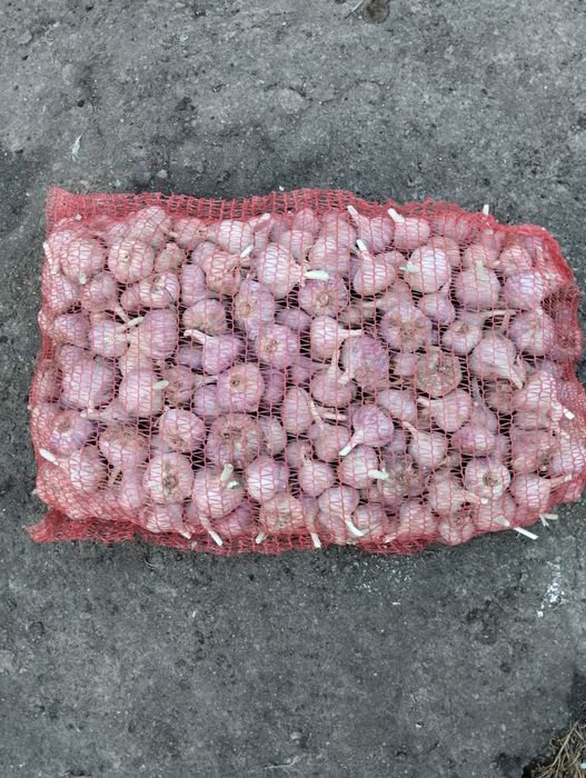 Продам чеснок2025