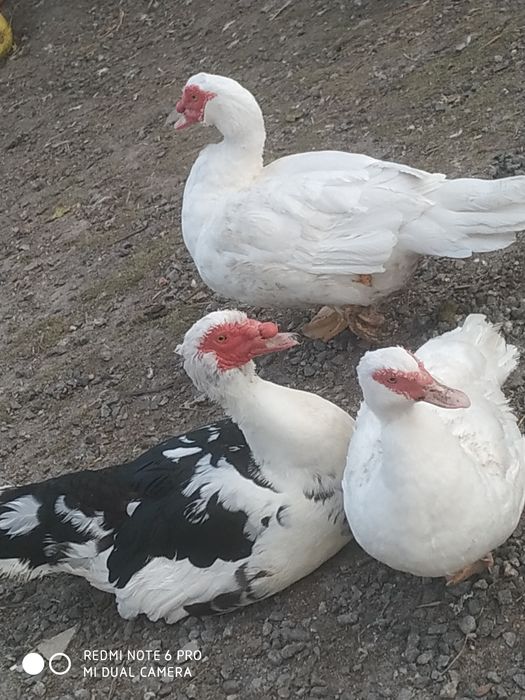 Шипуни на розвід