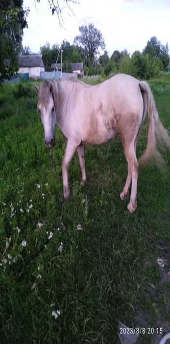 Лошиця вік 4 роки спокійна