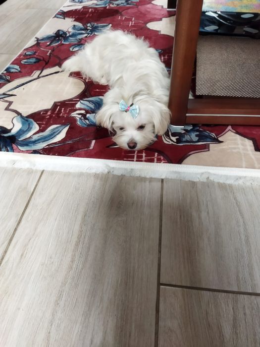 Piesek Elwis Hawańczyk. Gotowy do odbioru