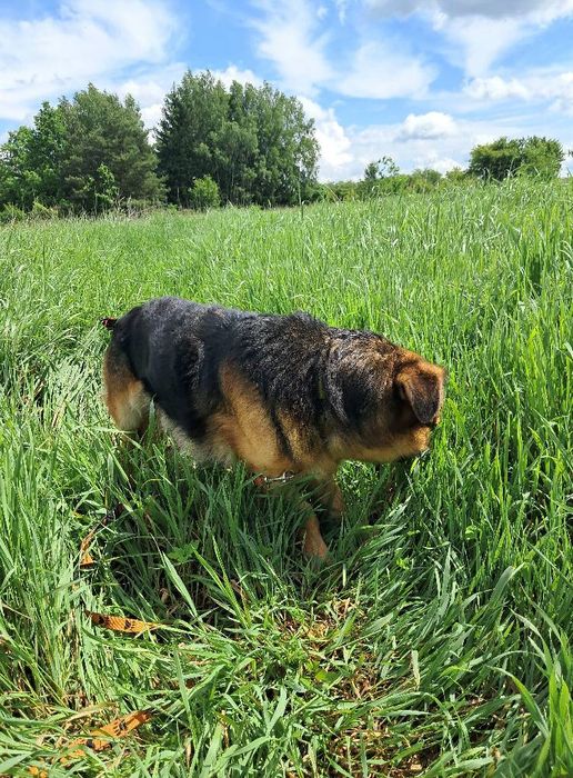 Suchar do pilnej adopcji!