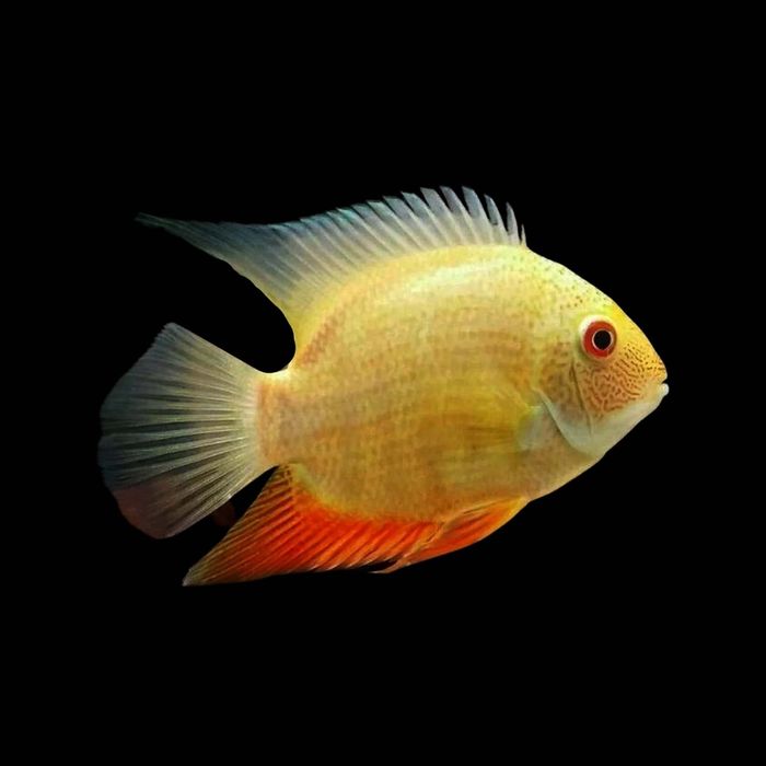 Pielęgnica Severum gold 2 sztuki i pielęgnica miodowa