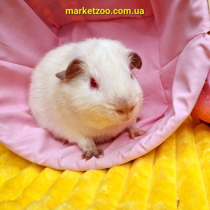 Морская свинка альбинос девочка Лола