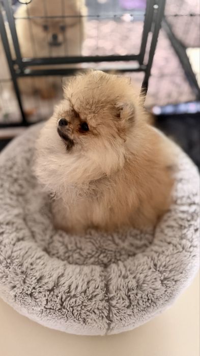 Sprzedam pomeraniana