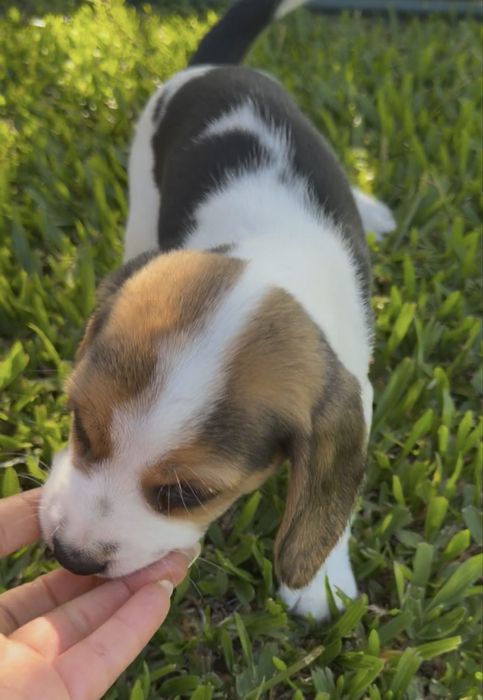 Beagle excelente