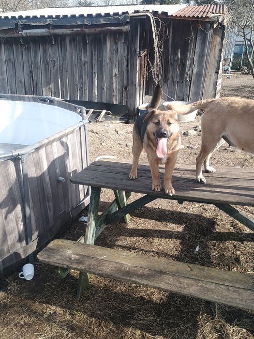 Oddam pieska w dobre ręce