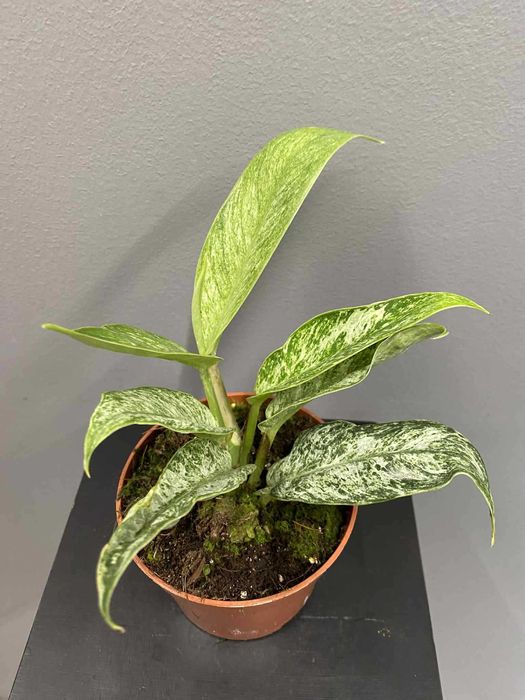 Rhaphidophora Elliptica Mint