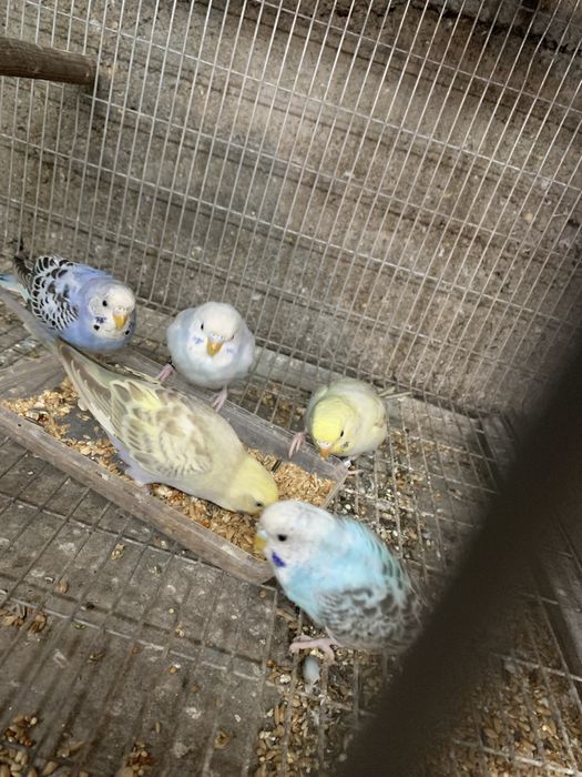 Varios periquitos disponiveis