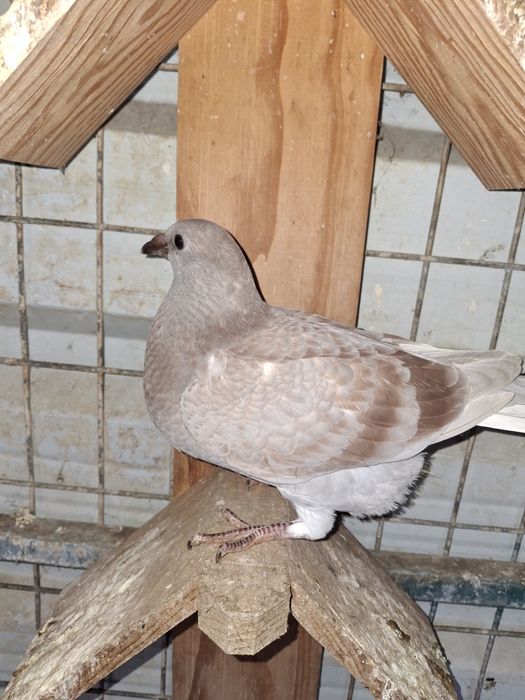 Pombos correio   borrachos