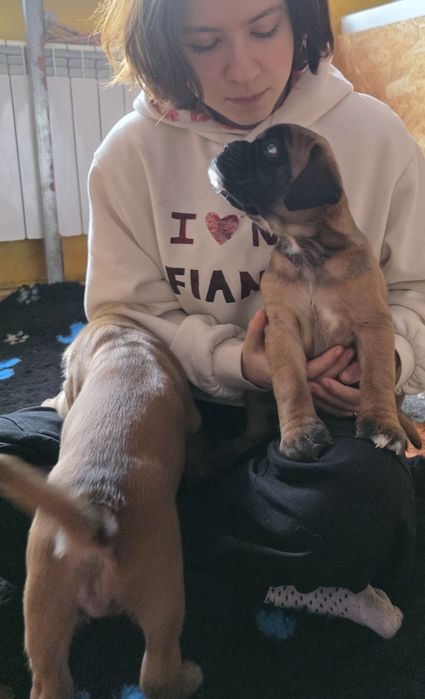 Bokser - suczka ZKwP