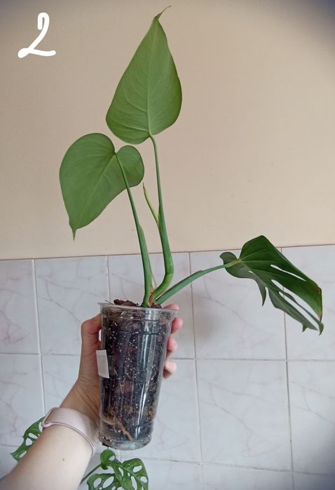 Монстера делікатесна (Monstera deliciosa)