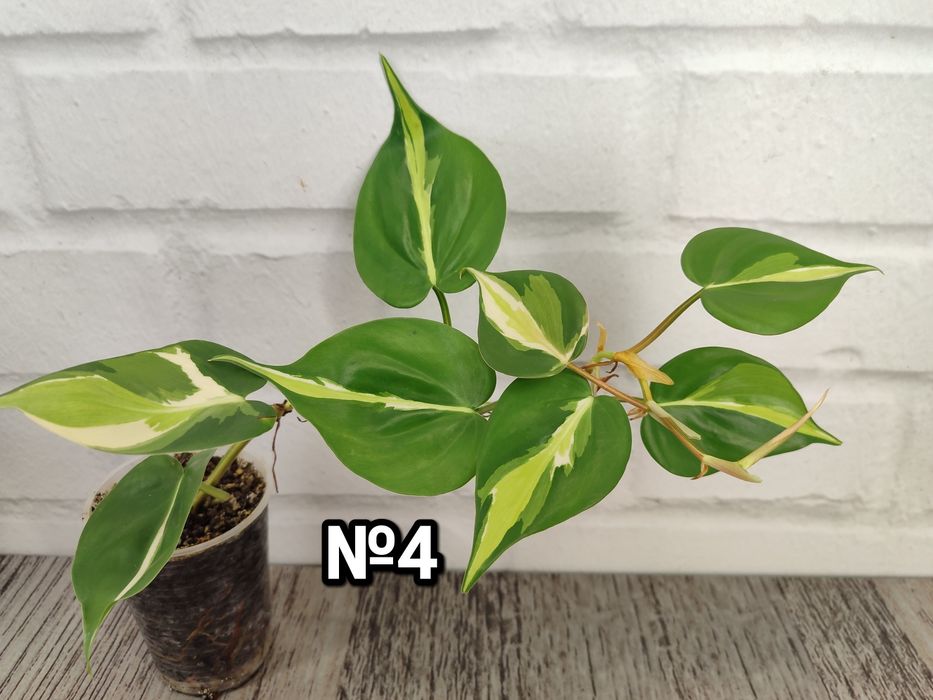 Філодендрон Бразіл, Скаденс, Лайм, Медіоптика