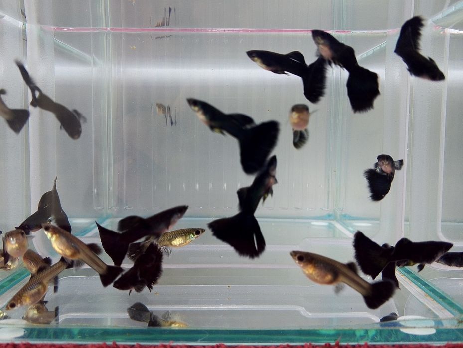 Gupiki Full Black, czarne, moskiewskie