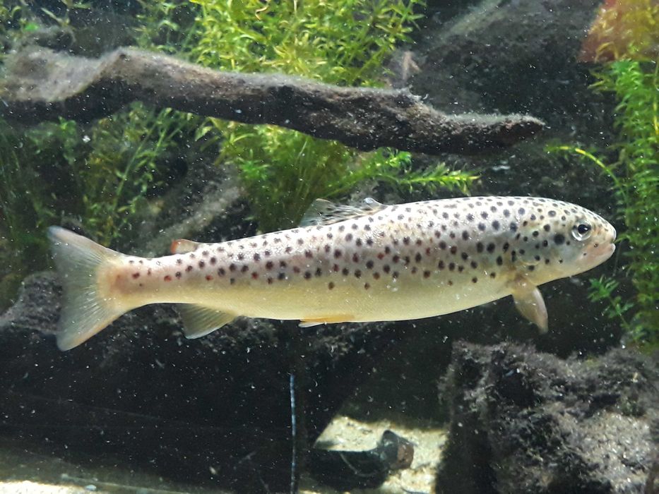 Terreno / Quinta , Penafiel, perto do Porto, 8000 m2, 30 000€