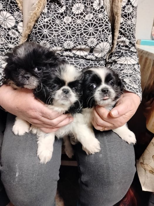 Sprzedam suczki Shitzu