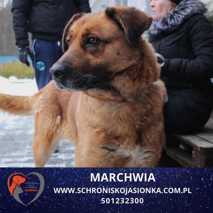 Marchwia do adopcji Schronisko Jasionka