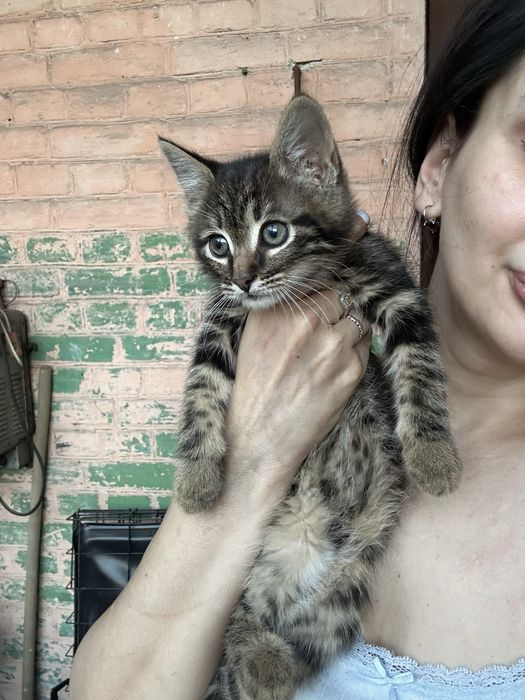 Кошенята шукають своі родини. Тільки Харків. Тільки в квариру