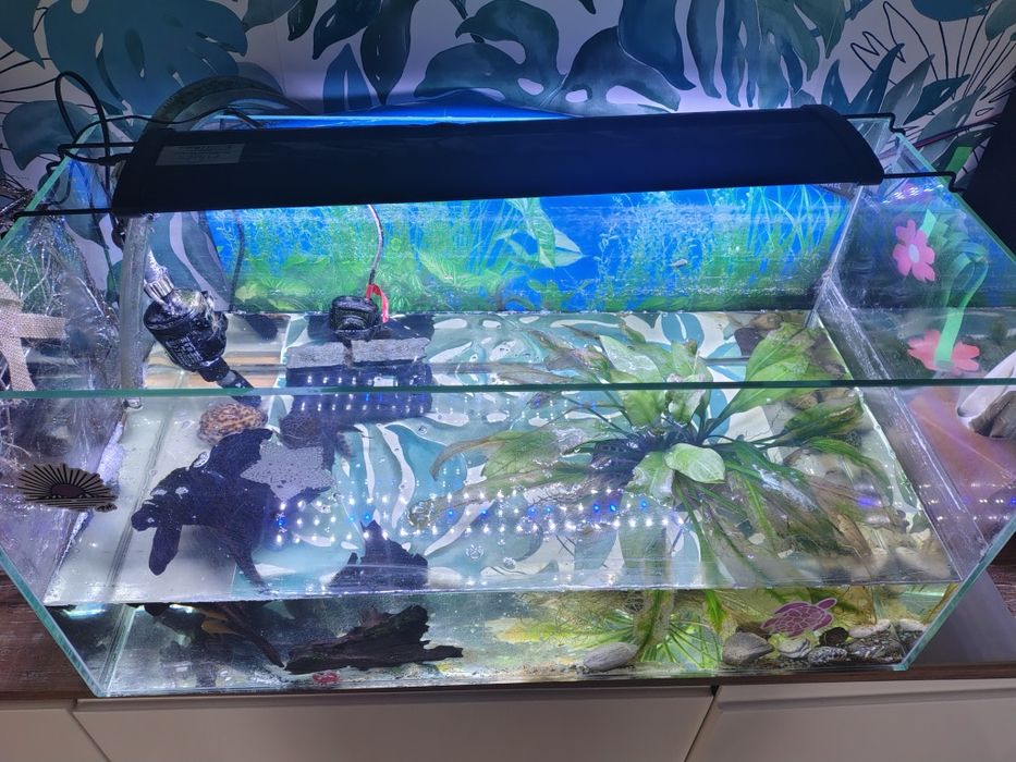 Sprzedam akwarium z całą zawartością 70x35x35cm