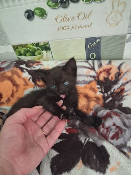 Віддам в добрі руки кошенят